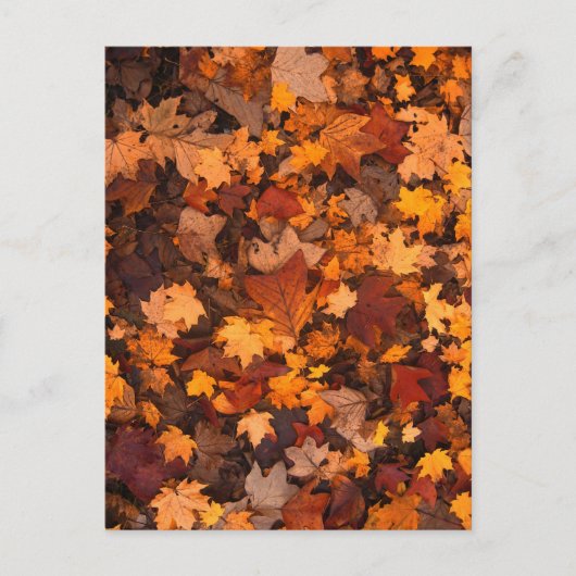 herfst-foliage-111315 HERFST AUTUMN LEVERT KLEUREN Briefkaart (Voorkant)