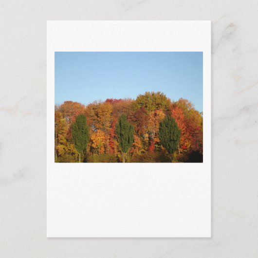 Herfst Foliage Briefkaart (Voorkant)