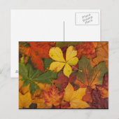 Herfst Foliage Briefkaart (Voorkant / Achterkant)