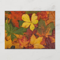 Herfst Foliage
