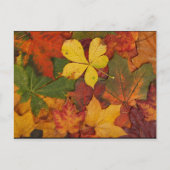 Herfst Foliage Briefkaart (Voorkant)