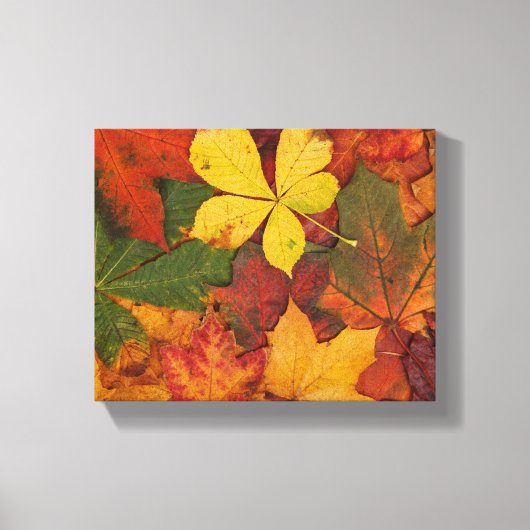 Herfst Foliage Canvas Afdruk (Voorkant)