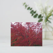 Herfst Foliage in NH 2 Briefkaart (Staand voorkant)