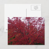 Herfst Foliage in NH 2 Briefkaart (Voorkant / Achterkant)