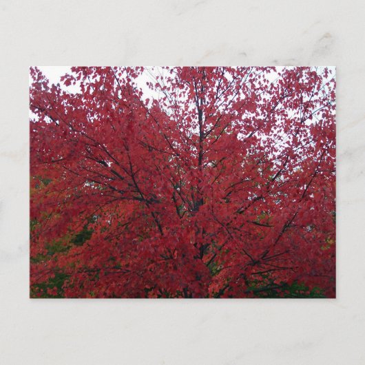 Herfst Foliage in NH 2 Briefkaart (Voorkant)