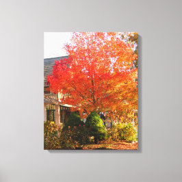 Herfst Foliage in Oak Bluffs - Martha's wijngaard Canvas Afdruk