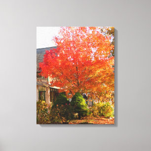 Herfst Foliage in Oak Bluffs - Martha's wijngaard Canvas Afdruk