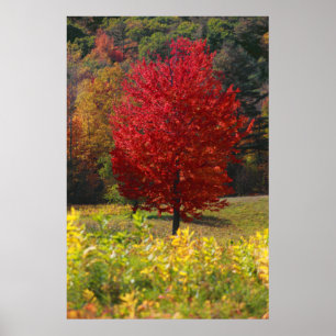 Herfst Foliage Poster