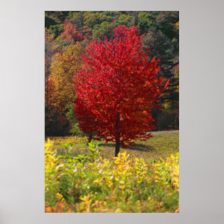Herfst Foliage Poster