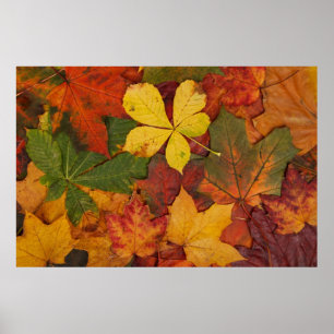 Herfst Foliage Poster