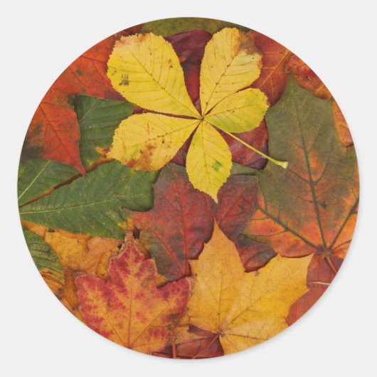 Herfst Foliage Ronde Sticker (Voorkant)