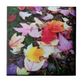 Herfst Foliage Tegeltje (Voorkant)