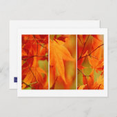 Herfst Foliage Trio Happy Thanksgiving Briefkaart (Voorkant / Achterkant)