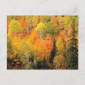 Herfst Foliage Valley Briefkaart (Voorkant)