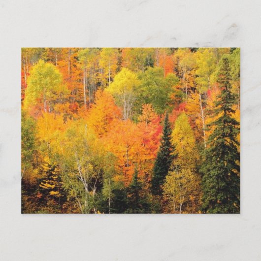 Herfst Foliage Valley Briefkaart (Voorkant)