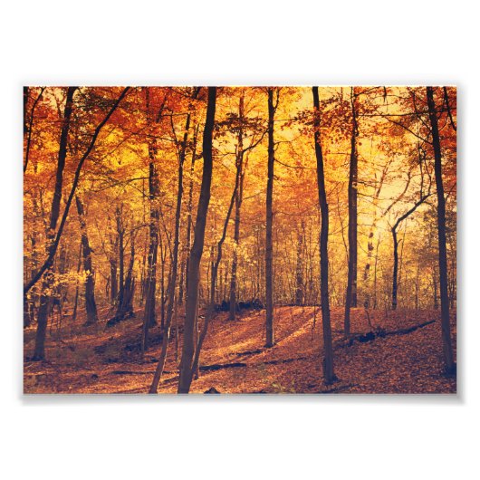 Herfst Forest Autumn Leaves Fine Art Foto Afdruk (Voorkant)