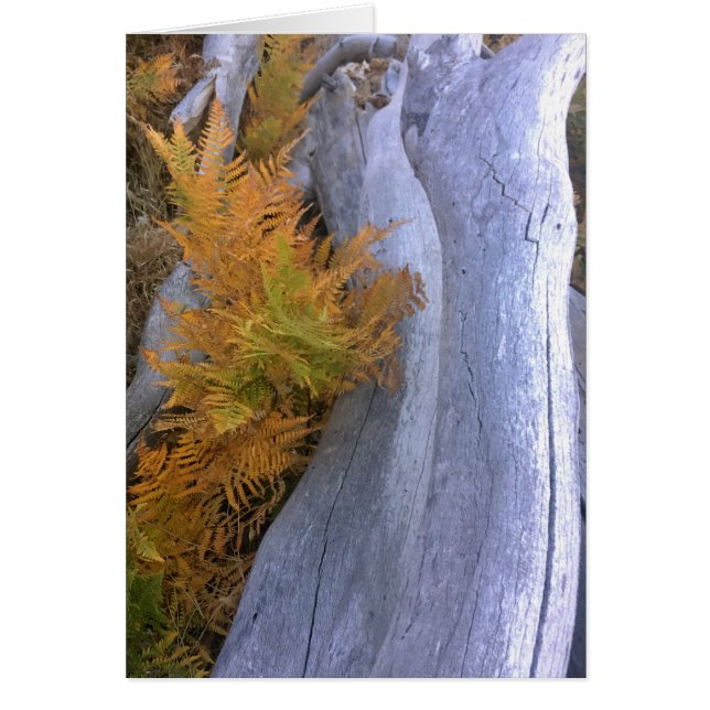 Herfst Forest Brackens (Voorkant)