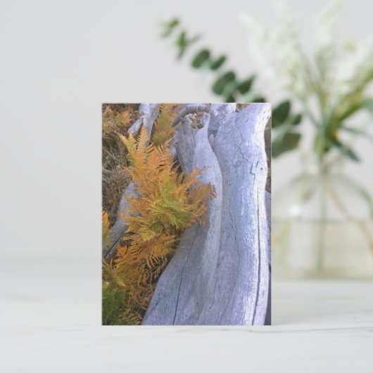 Herfst Forest Brackens Briefkaart (Staand voorkant)