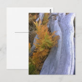 Herfst Forest Brackens Briefkaart (Voorkant / Achterkant)