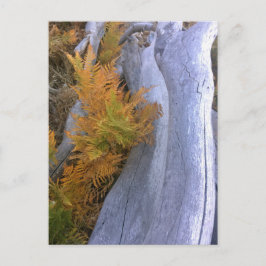 Herfst Forest Brackens Briefkaart