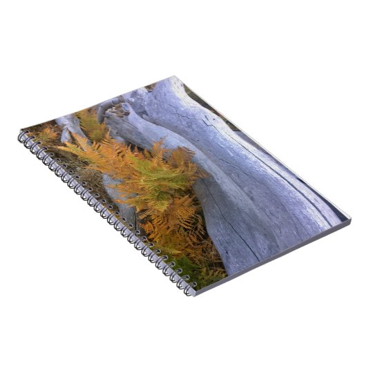 Herfst Forest Brackens Notitieboek (Rechterzijde)