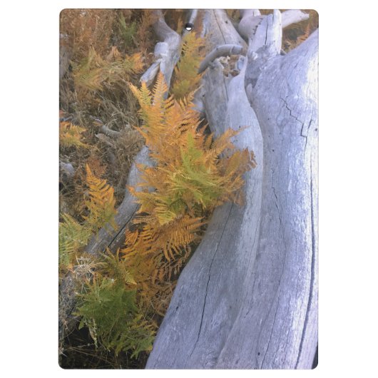 Herfst Forest Braken Klembord (Achterkant)