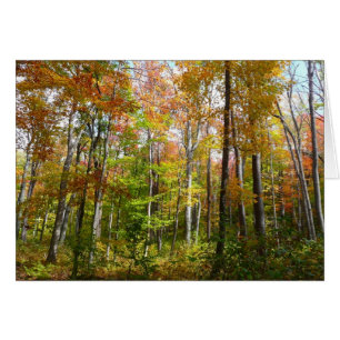 Herfst Forest I Autumn Landscape Photography