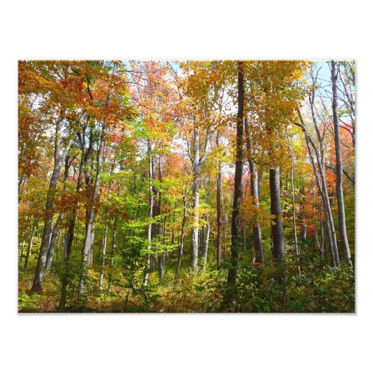 Herfst Forest I Autumn Landscape Photography Foto Afdruk (Voorkant)