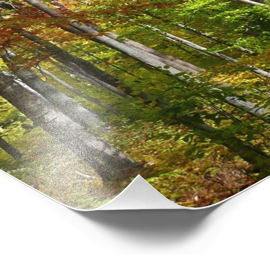 Herfst Forest I Autumn Landscape Photography Foto Afdruk (Hoek)