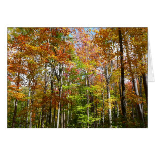 Herfst Forest II Autumn Landscape Photography