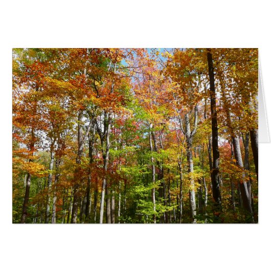 Herfst Forest II Autumn Landscape Photography (Voorkant Horizontaal)