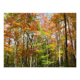 Herfst Forest II Autumn Landscape Photography Foto Afdruk