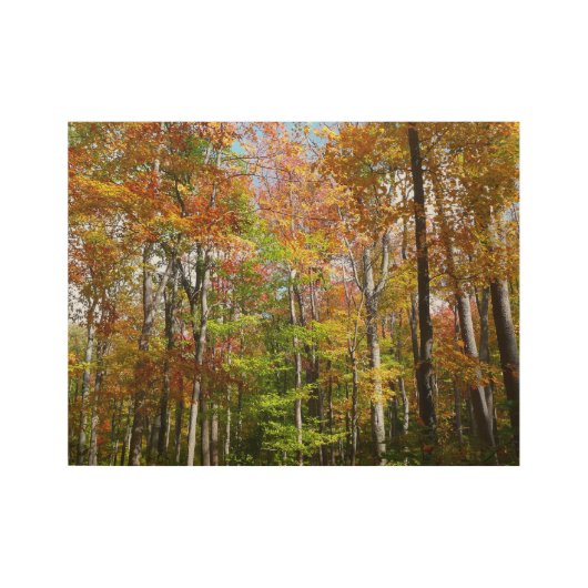 Herfst Forest II Autumn Landscape Photography Houten Poster (Voorkant)