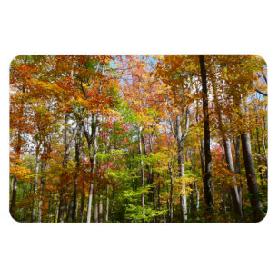 Herfst Forest II Autumn Landscape Photography Magneet