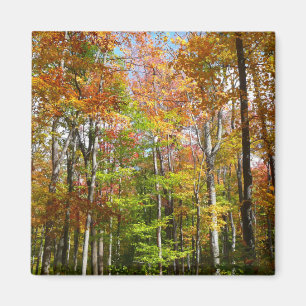 Herfst Forest II Autumn Landscape Photography Magneet