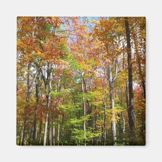Herfst Forest II Autumn Landscape Photography Magneet (Voorkant)