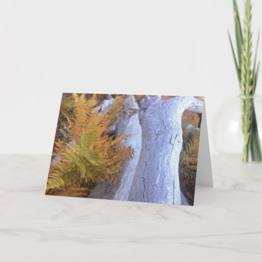 Herfst Forest Kaart (Voorkant)