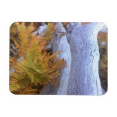 Herfst Forest Magneet (Horizontaal)