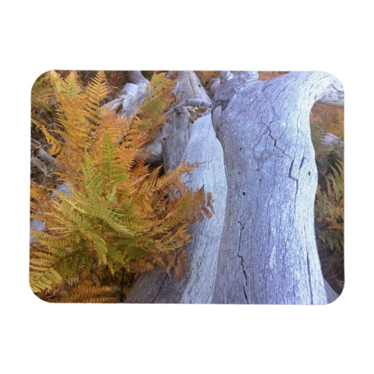 Herfst Forest Magneet (Horizontaal)