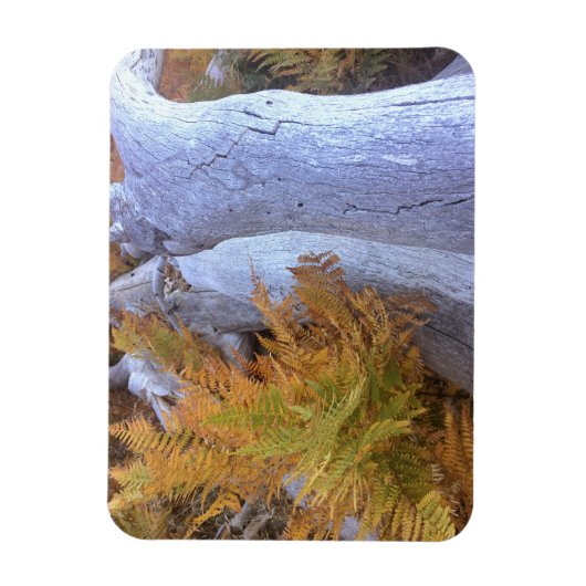 Herfst Forest Magneet (Verticaal)