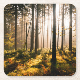Herfst Forest met zonnestralen Kartonnen Onderzetters