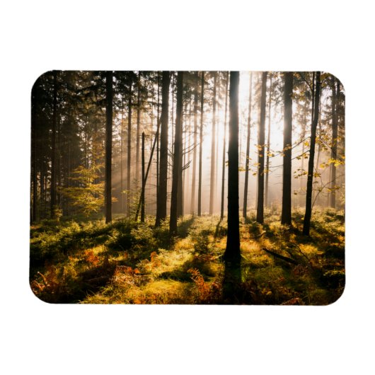 Herfst Forest met zonnestralen Magneet (Horizontaal)