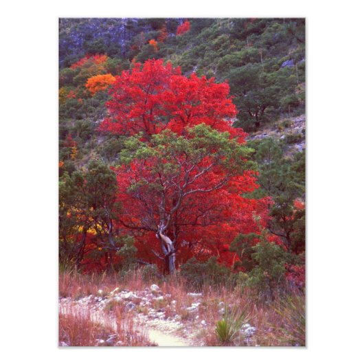 Herfst Foto Afdruk (Voorkant)