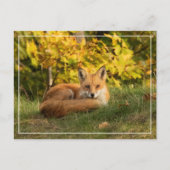 Herfst Fox Briefkaart (Voorkant)
