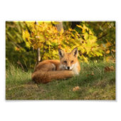 Herfst Fox Foto Afdruk (Voorkant)