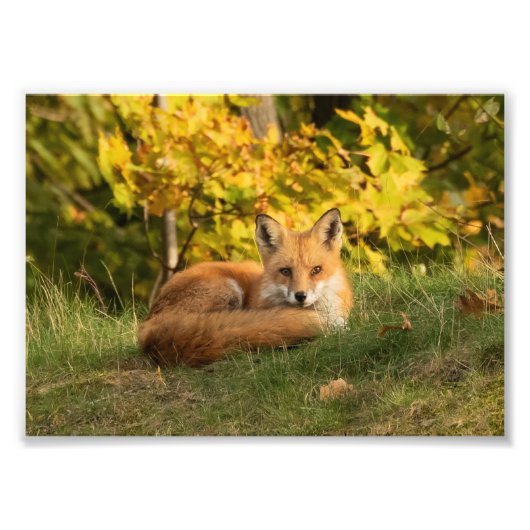 Herfst Fox Foto Afdruk (Voorkant)
