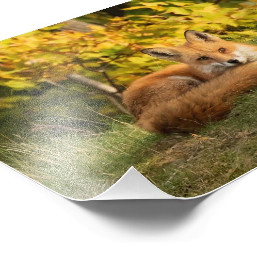 Herfst Fox Foto Afdruk (Hoek)