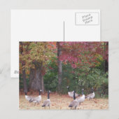 Herfst ganzen met rode en Oranje bladeren Briefkaart (Voorkant / Achterkant)
