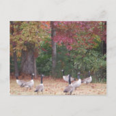Herfst ganzen met rode en Oranje bladeren Briefkaart (Voorkant)