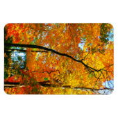 Herfst gebladerte in het park magneet (Horizontaal)